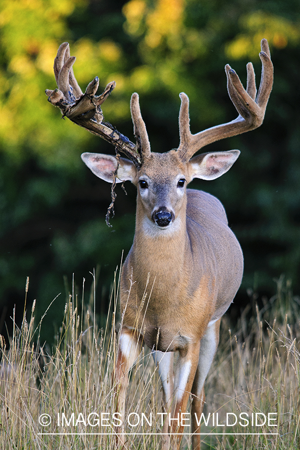 White-tailed buck shedding velvet.