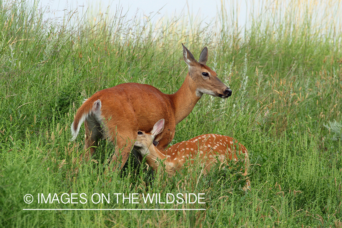 White-tailed doe with fawn in habitat.