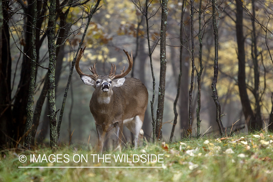 White-tailed buck bugling in habitat.