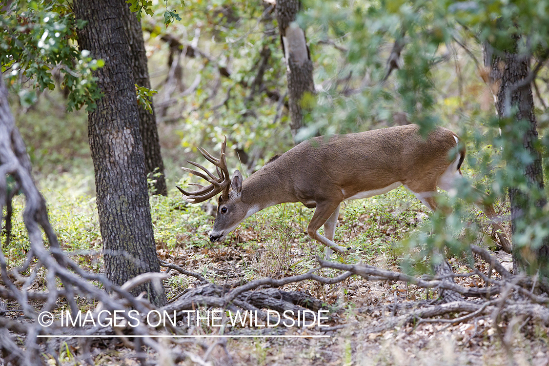 White-tailed following doe trail during the rut.