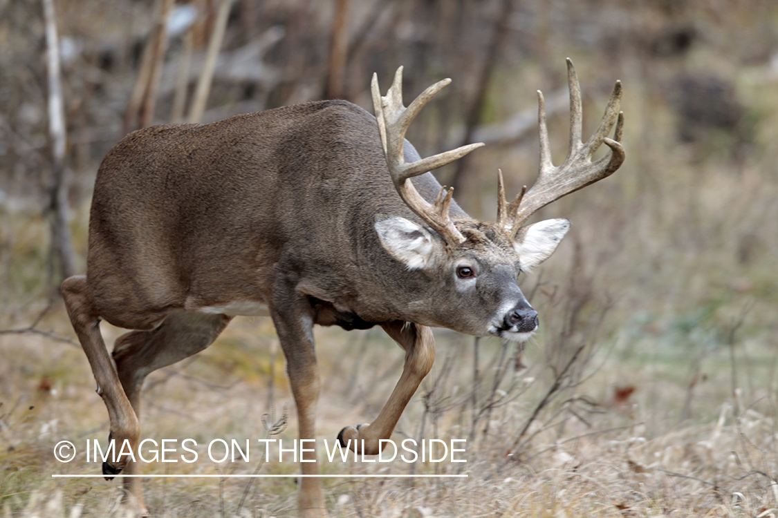 White-tailed buck following doe trail during the rut.