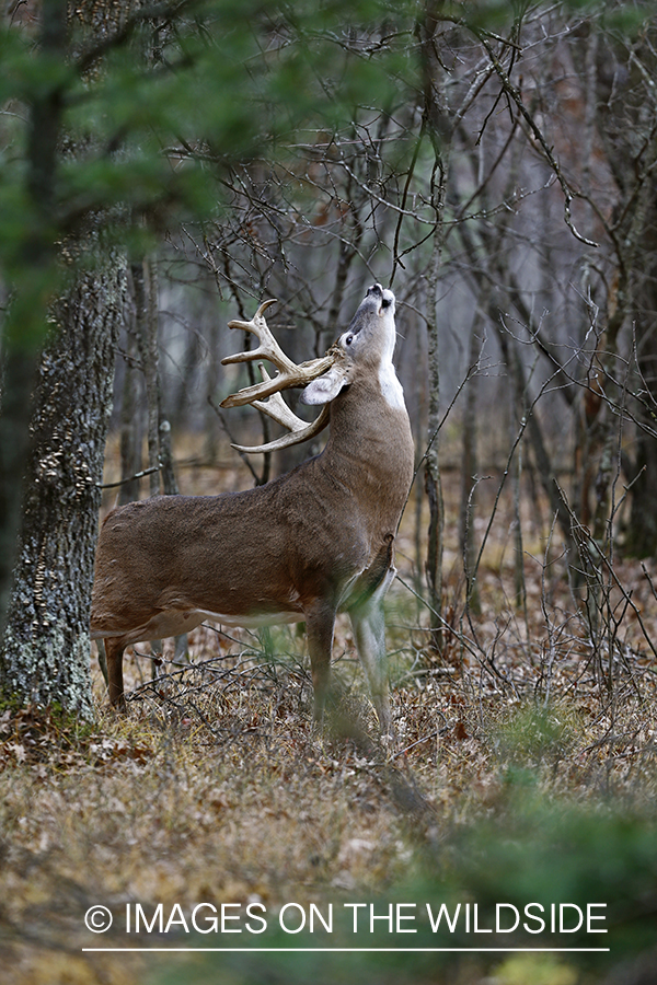 White-tailed buck scent marking in habitat.