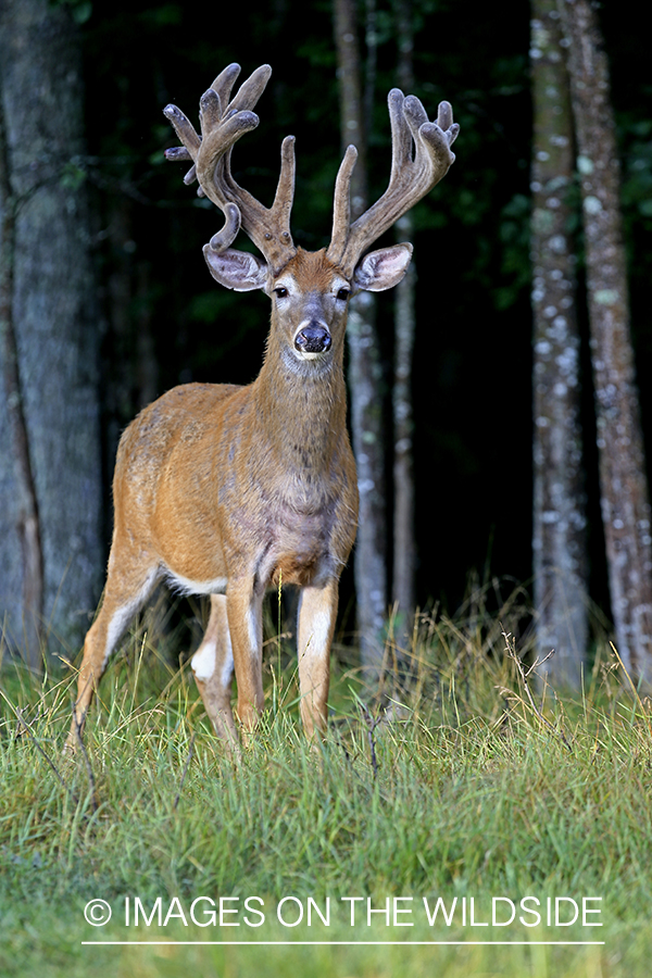 White-tailed Buck in Velvet.