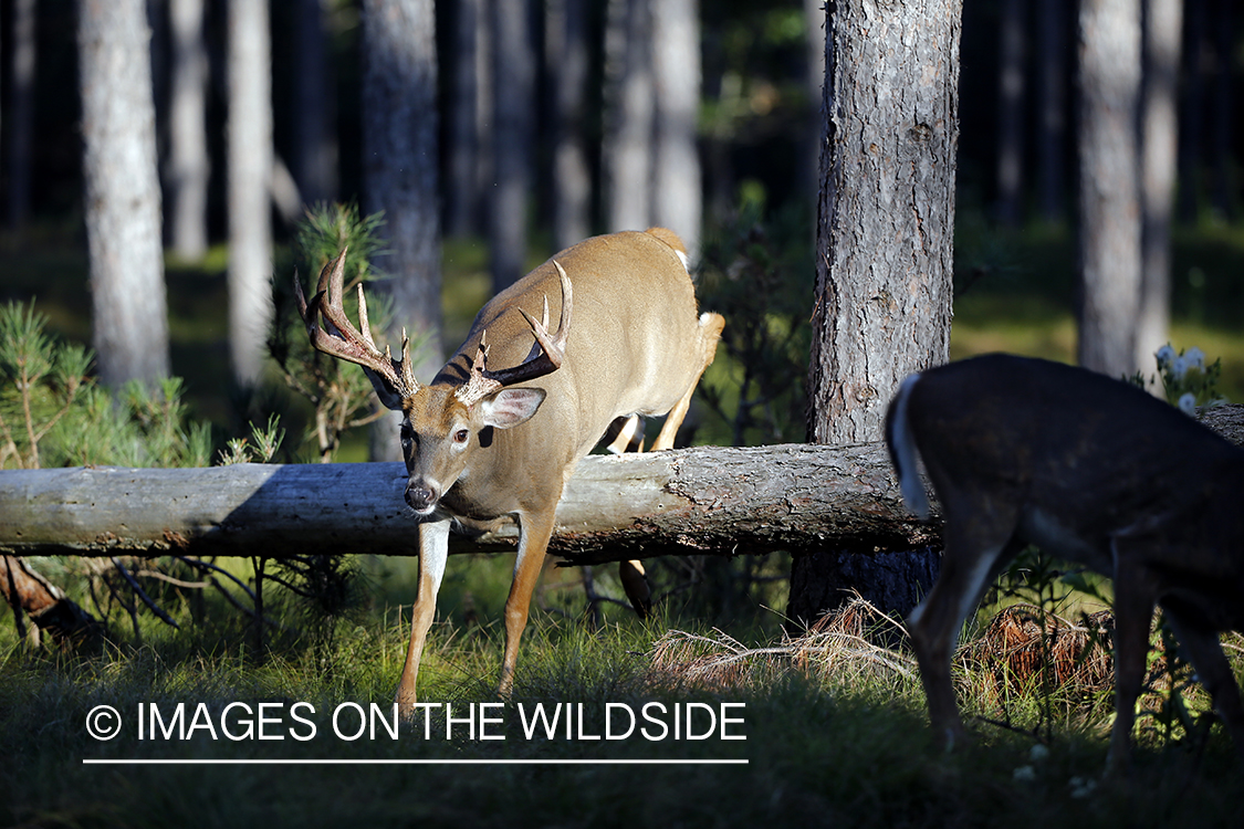 White-tailed buck jumping over log.