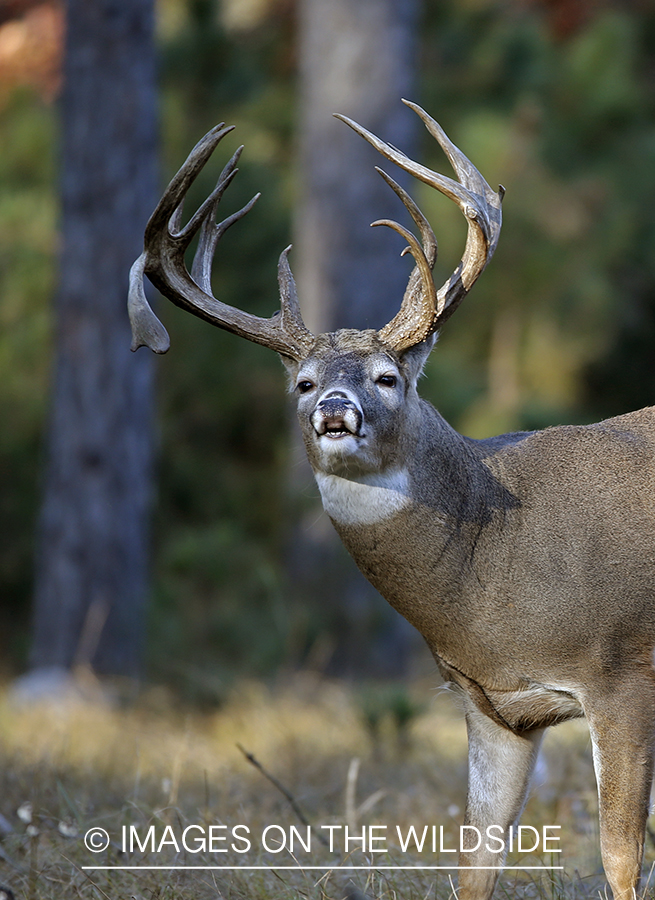 White-tailed buck in woods.