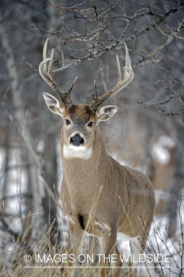 White-tailed buck in winter.