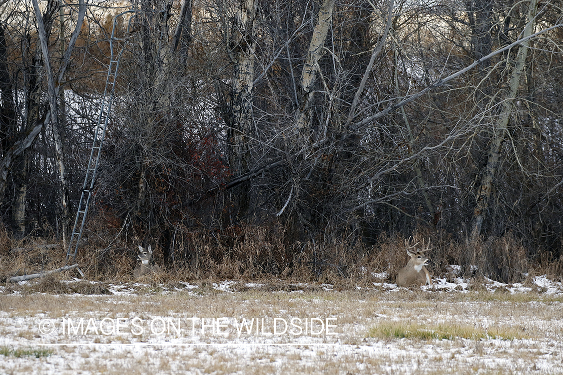 White-tailed buck with in heat doe under tree stand.