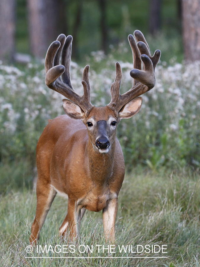 White-tailed buck in velvet.