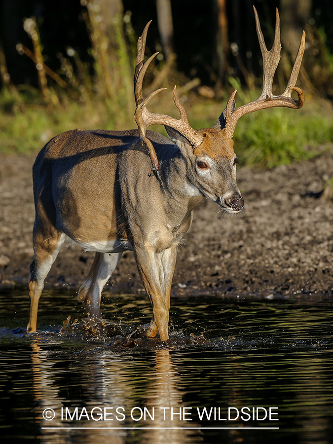 White-tailed buck at waters edge.