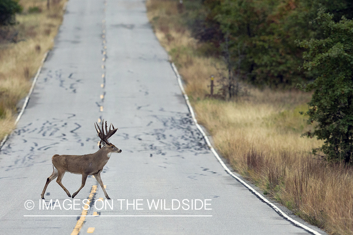 White-tailed buck crossing road.