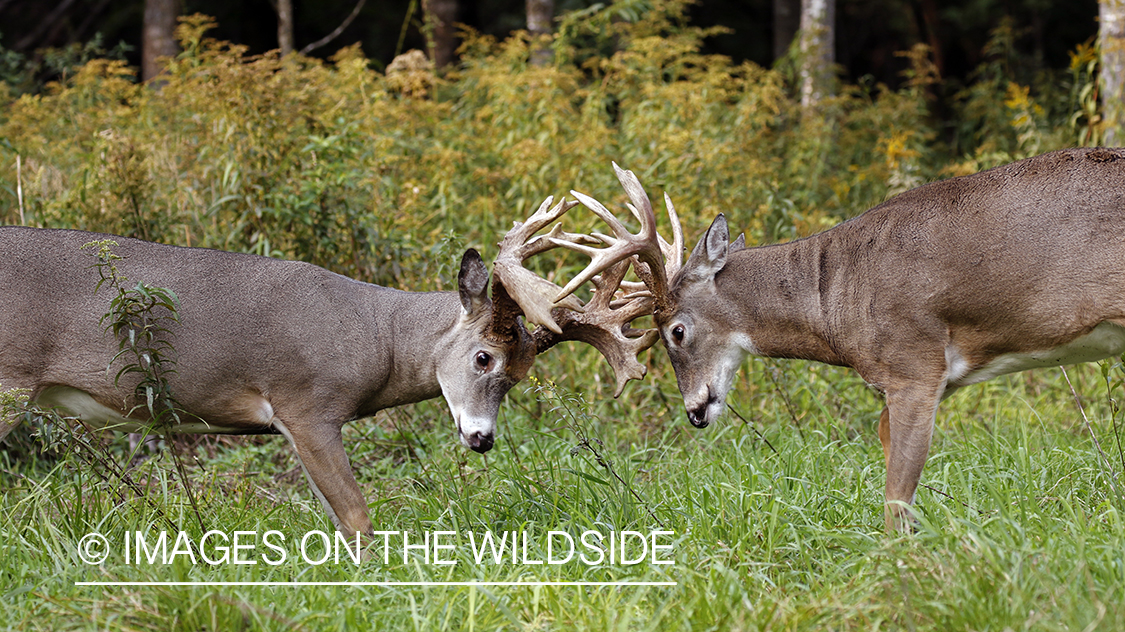 White-tailed bucks fighting during Rut.