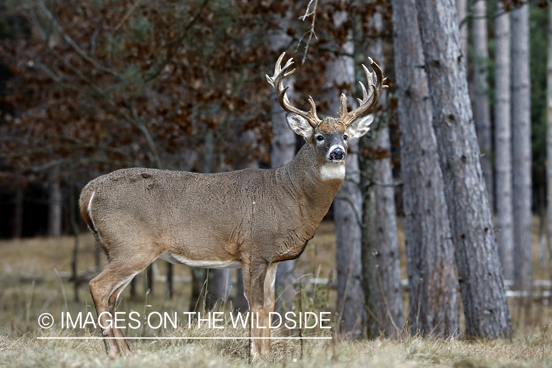 White-tailed buck in field.