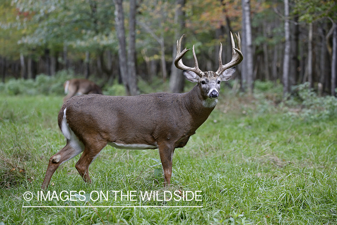 White-tailed buck in the rut.