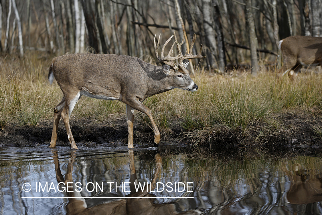 White-tailed buck in water.