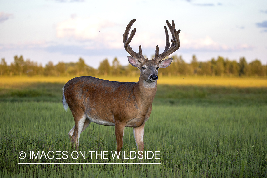 White-tailed buck in Velvet.