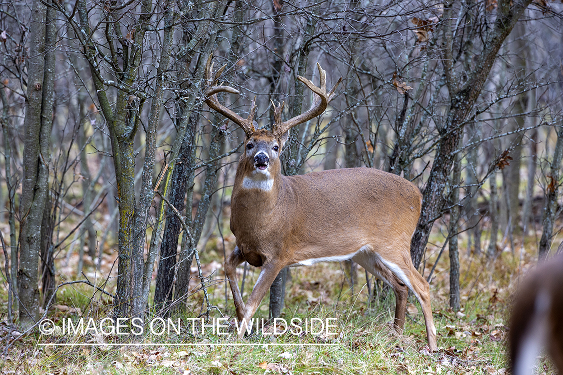 White-tailed buck in field.