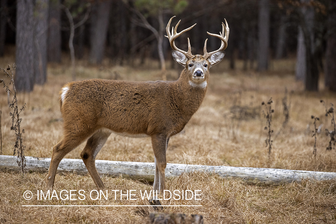 White-tailed buck in field.