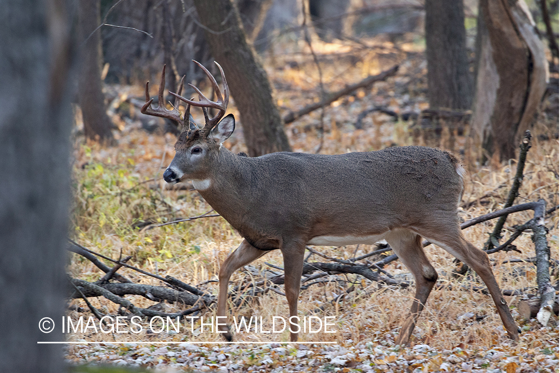 White-tailed buck in habitat.