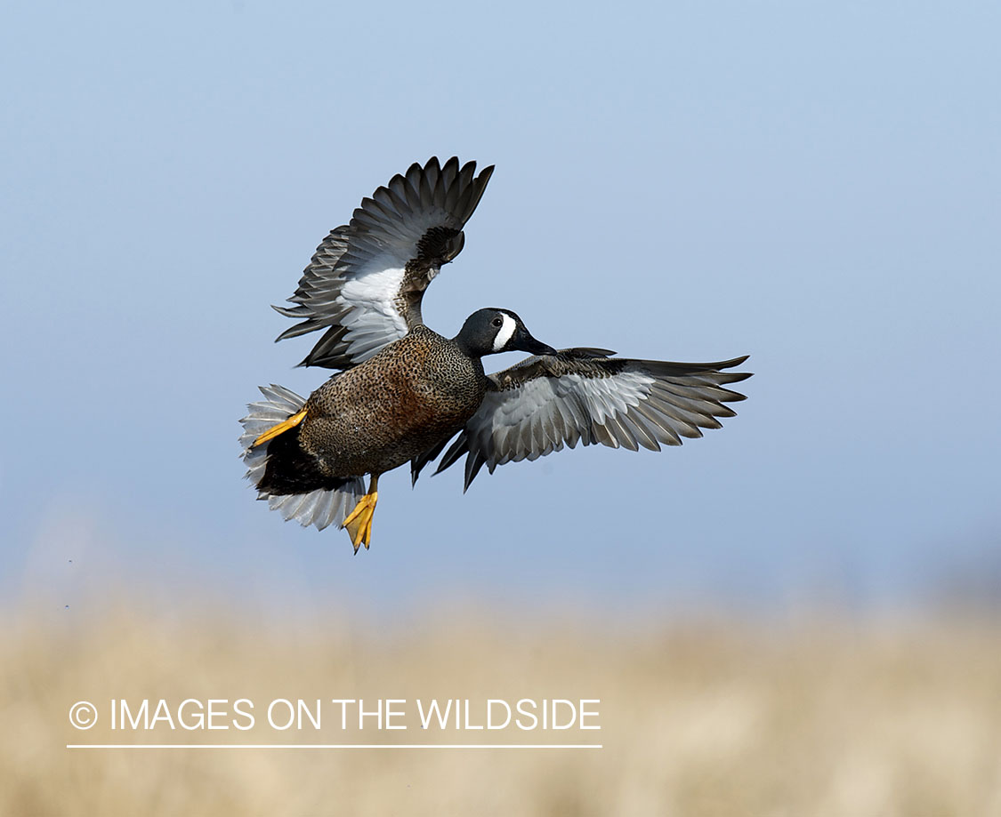 Blue-winged Teal in flight.