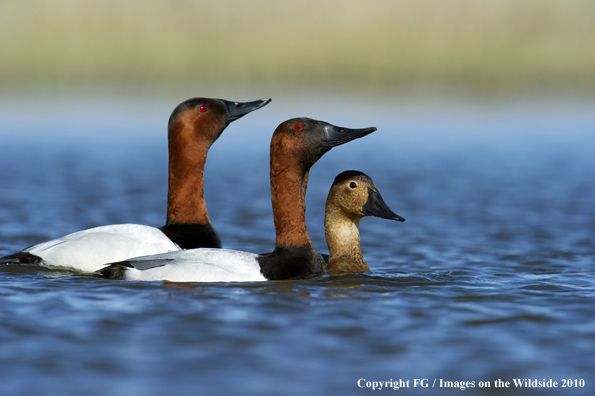 Canvasback drakes and hen in habitat