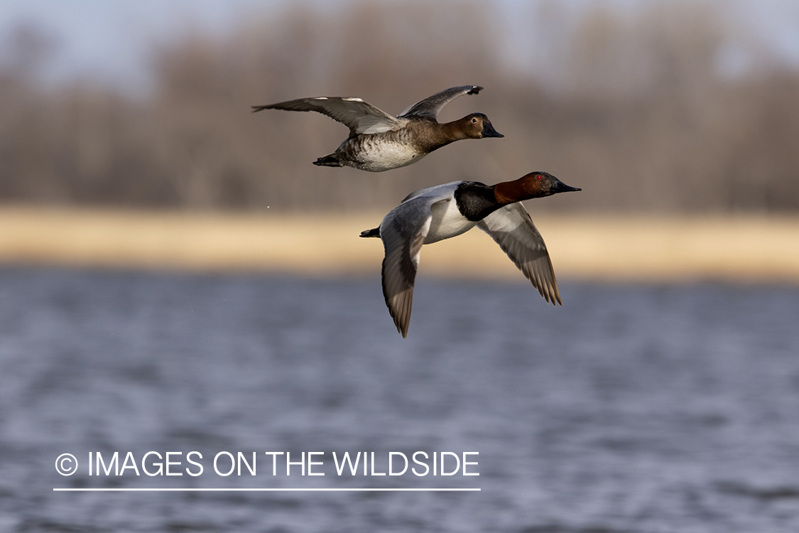 Canvasbacks in flight.