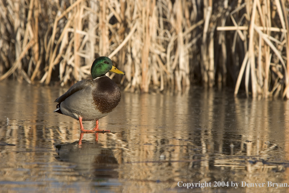 Mallard drake on ice.