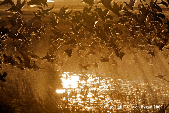 Mallard ducks in flight