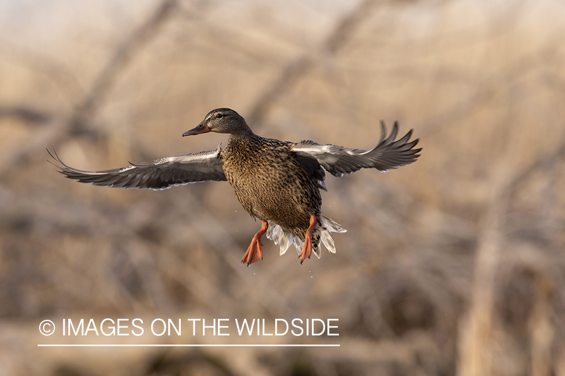 Mallard hen in flight.