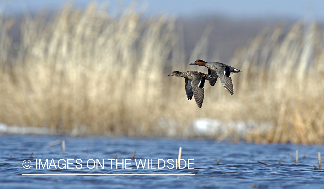 Green-winged Teal in flight.