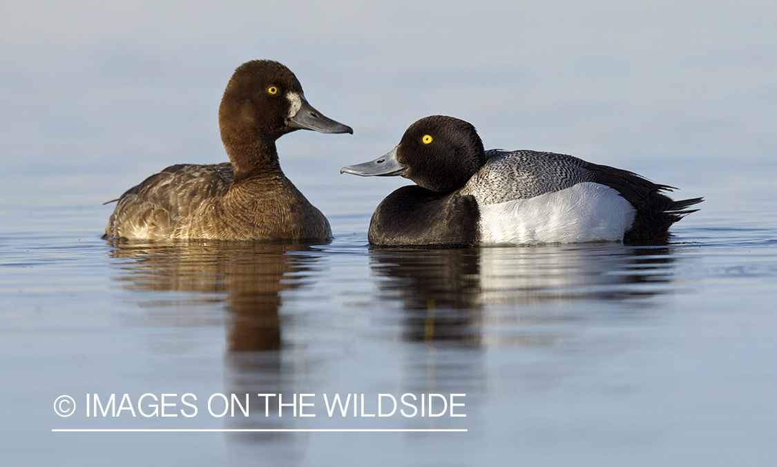 Lesser Scaup ducks in habitat.