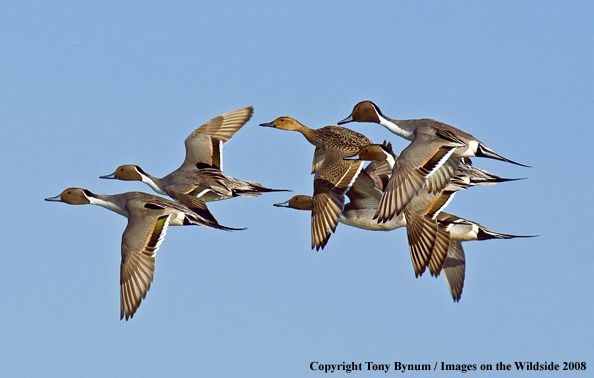 Pintails in habitat