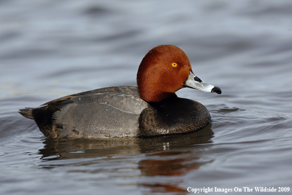 Redhead Drake