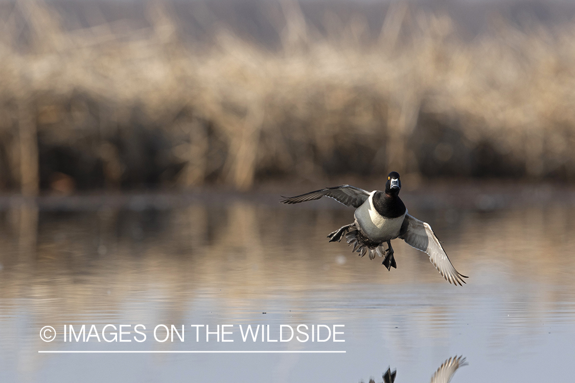 Ring-necked duck in flight.