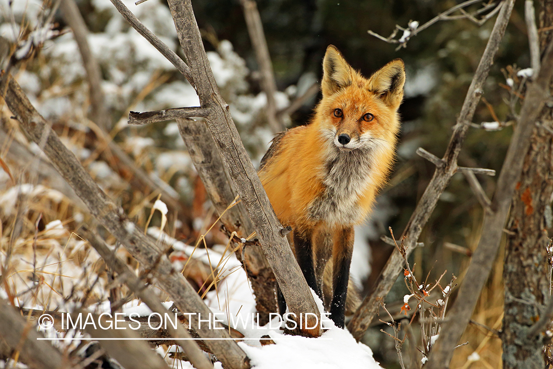 Red Fox in winter habitat.