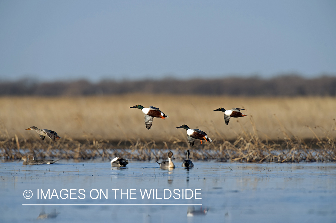 Shoveler ducks in flight.