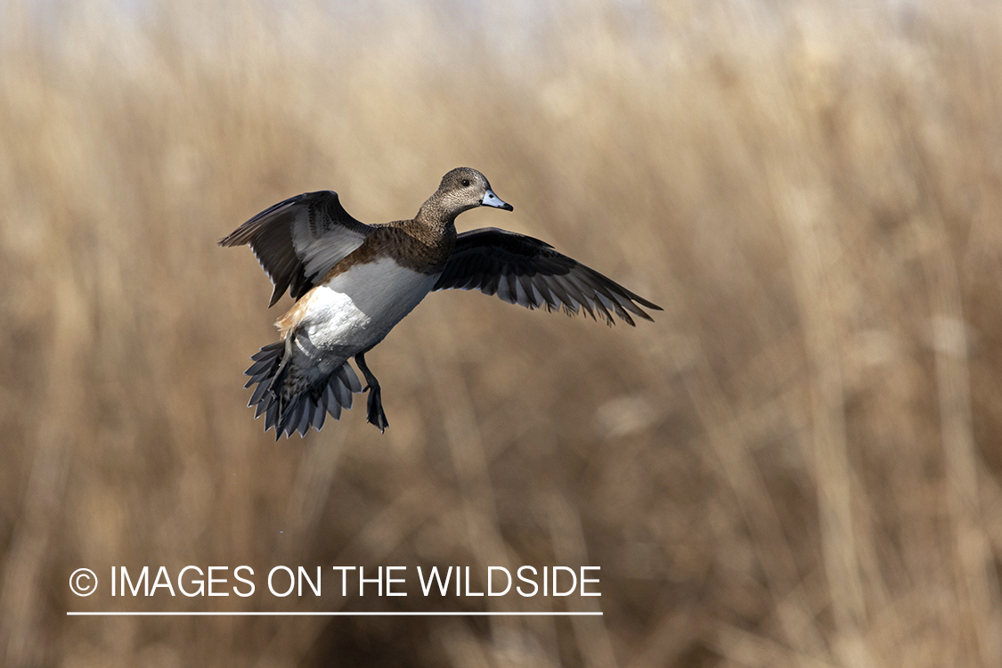 Wigeon hen in flight.