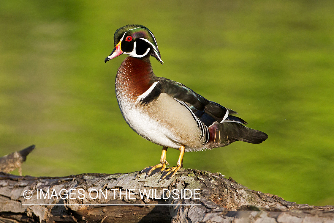 Wood Duck drake in habitat.