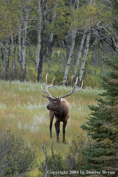 Rocky Mountain bull elk in habitat.