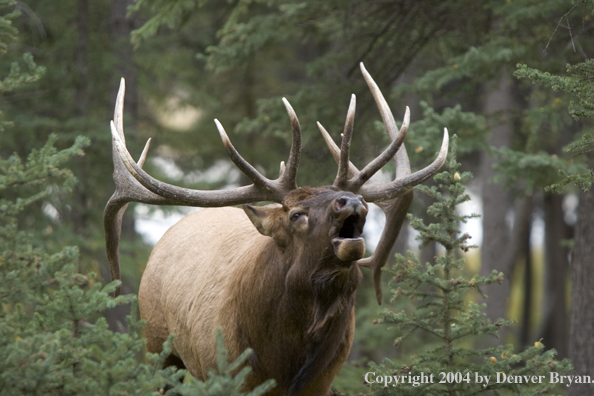 Rocky Mountain bull elk bugling.