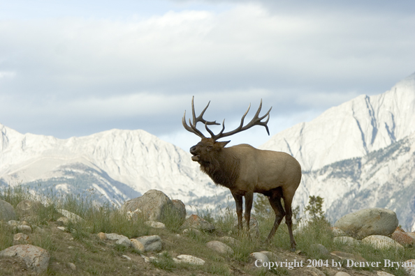 Rocky Mountain bull elk bugling.