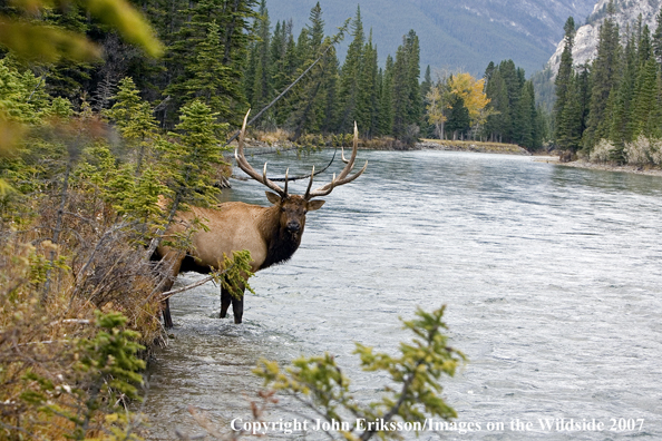 Elk in habitat