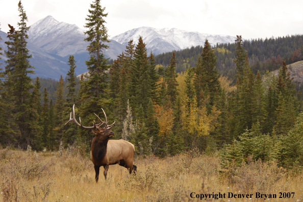 Rocky Mountain Elk grazing