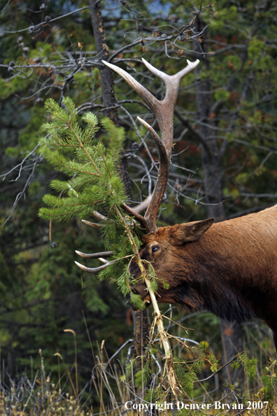 Rocky Mountain Elk rubbing sapling