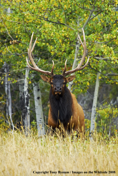 Rocky Mountain Elk in habitat