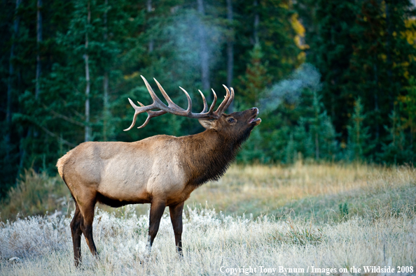 Bull Elk in field