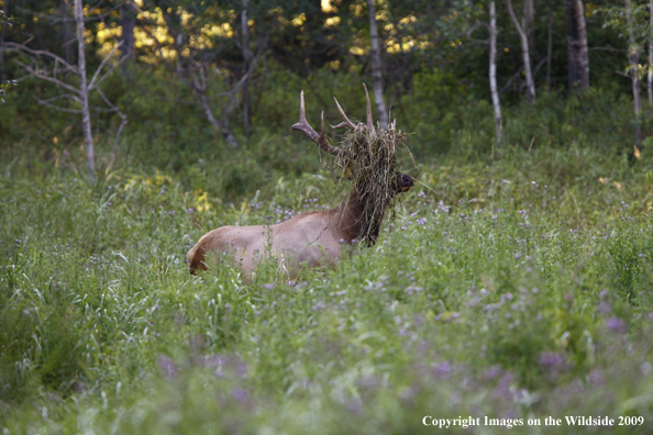 Rocky Mountain Bull Elk