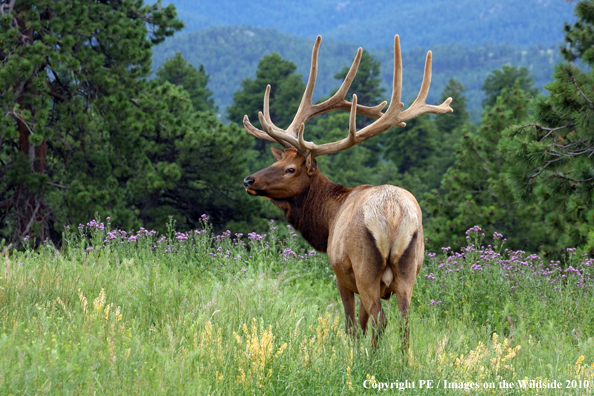 Rocky Mountain bull elk in habitat. 