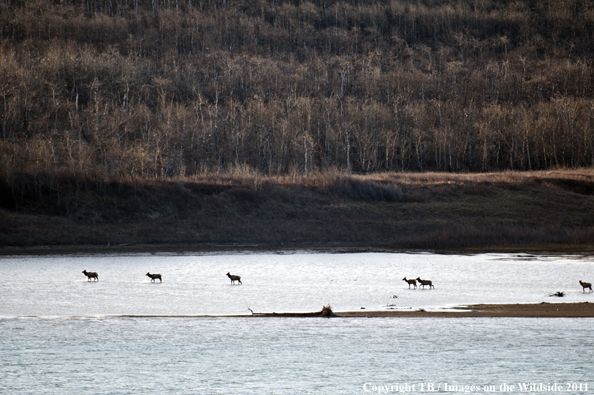 Rocky Mountain elk in habitat. 