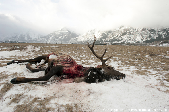 Elk carcass from predator in winter meadow. 