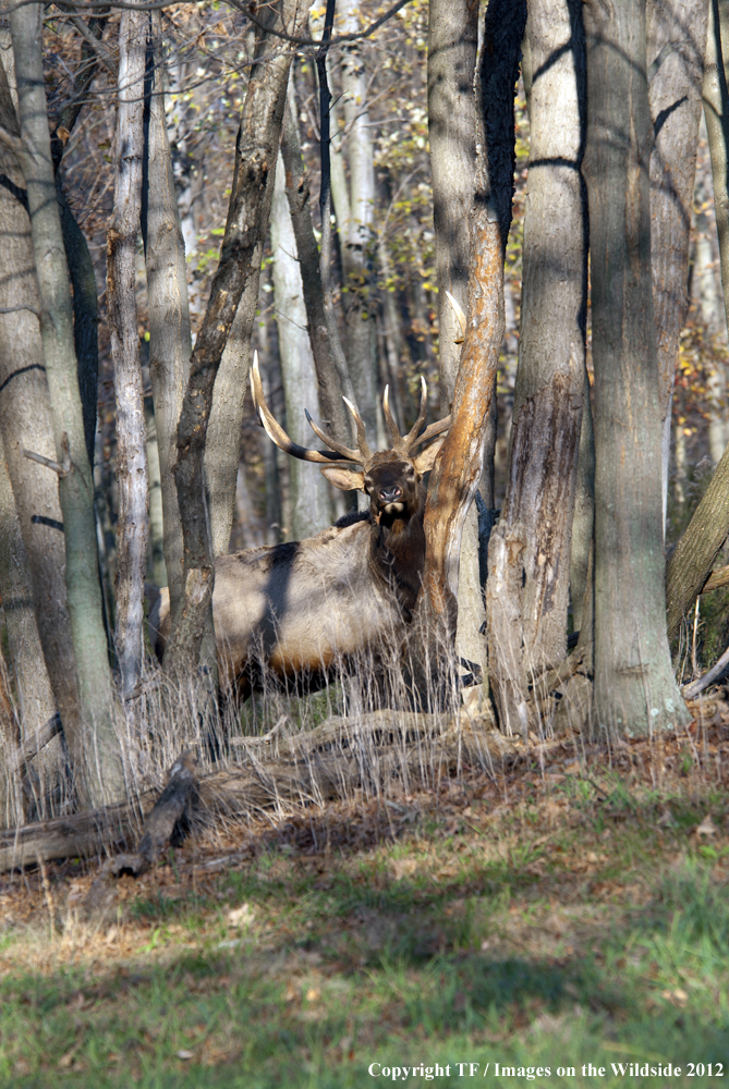 Rock Mountain Elk in habitat. 